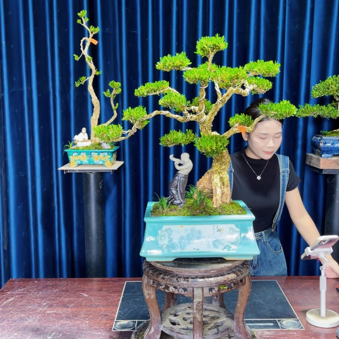 绿植黄杨盆景雀舌软枝