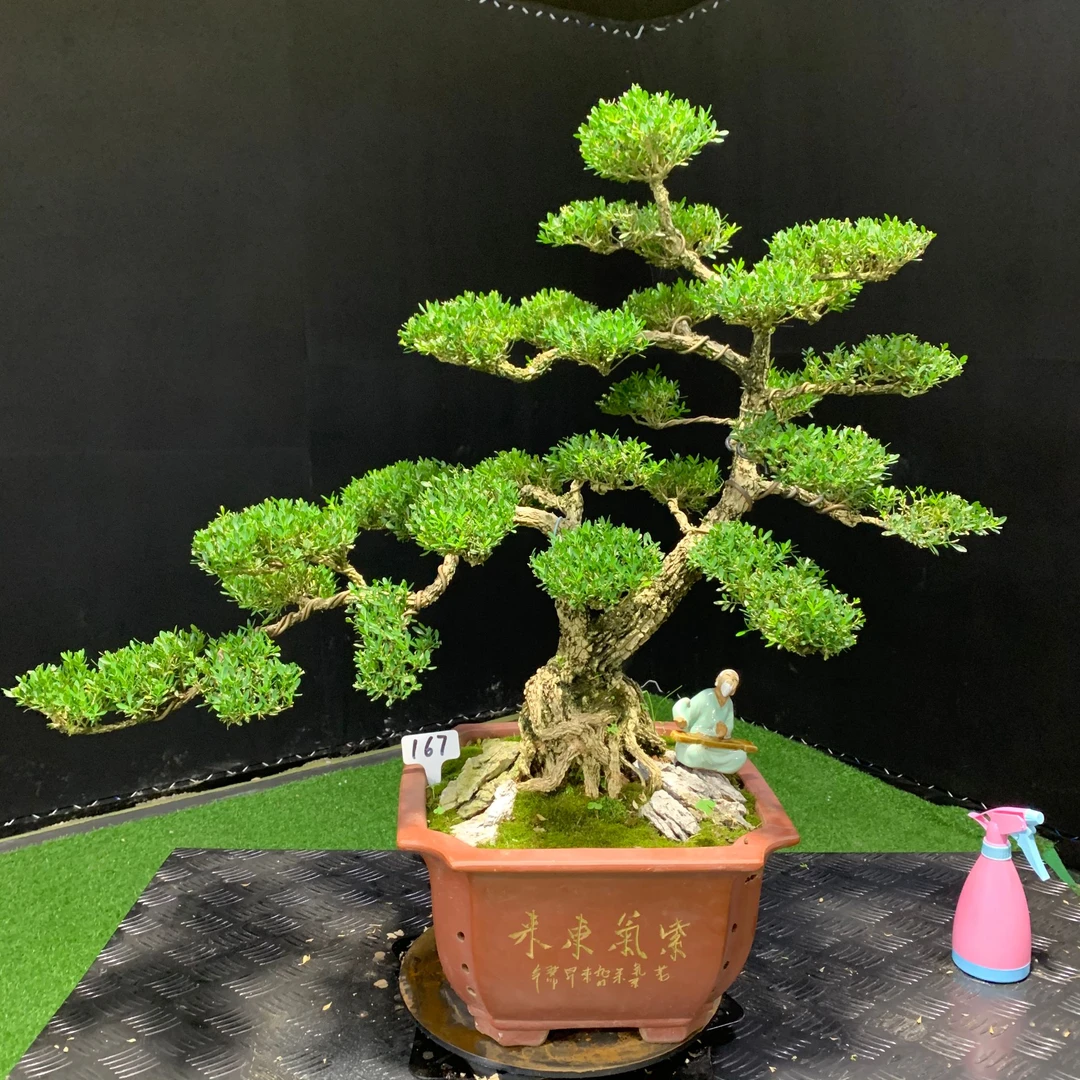 【167号】迎客松造型黄杨盆景游龙拿弯小叶植物四季常青南北方好养