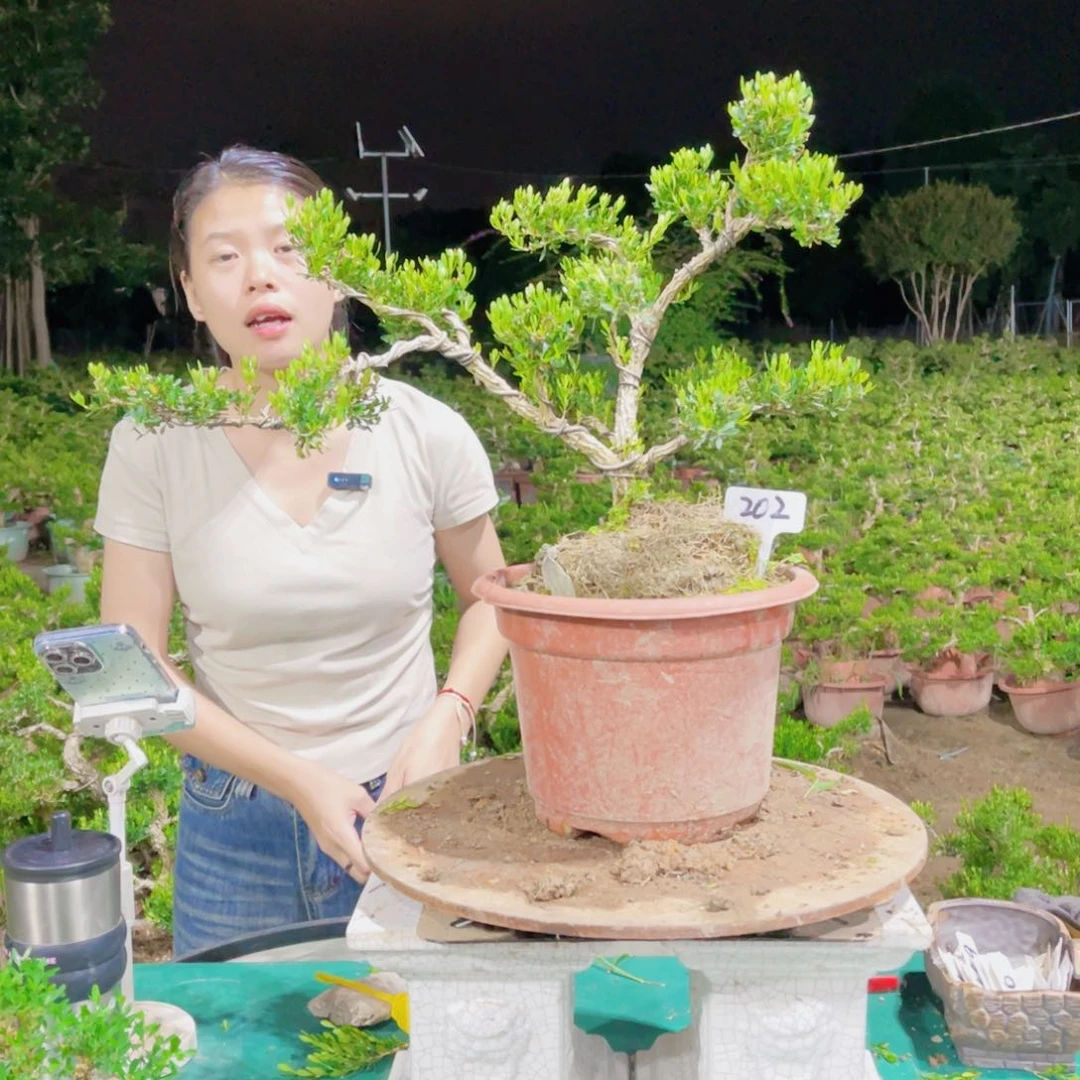 绿植黄杨盆景雀舌软枝