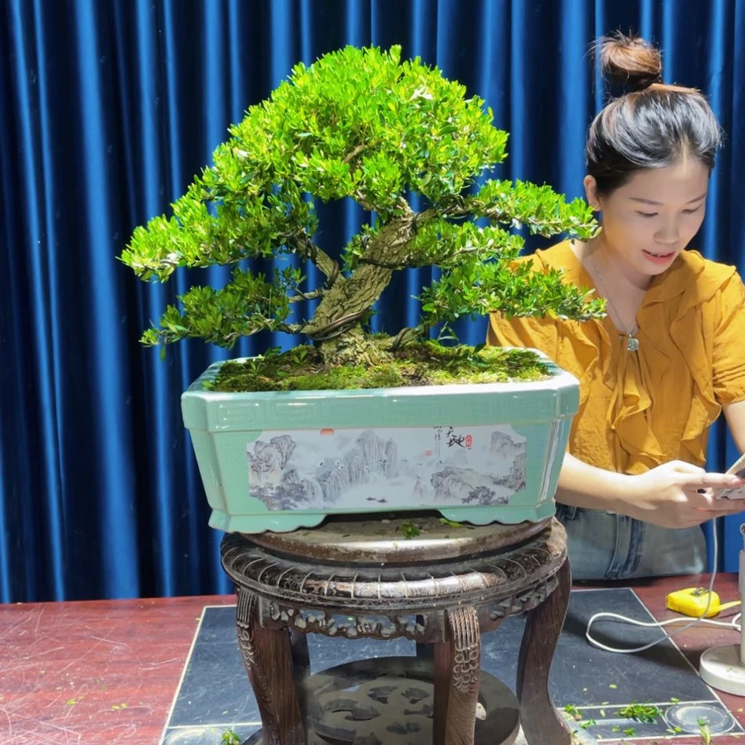 广东黄杨盆景盆景