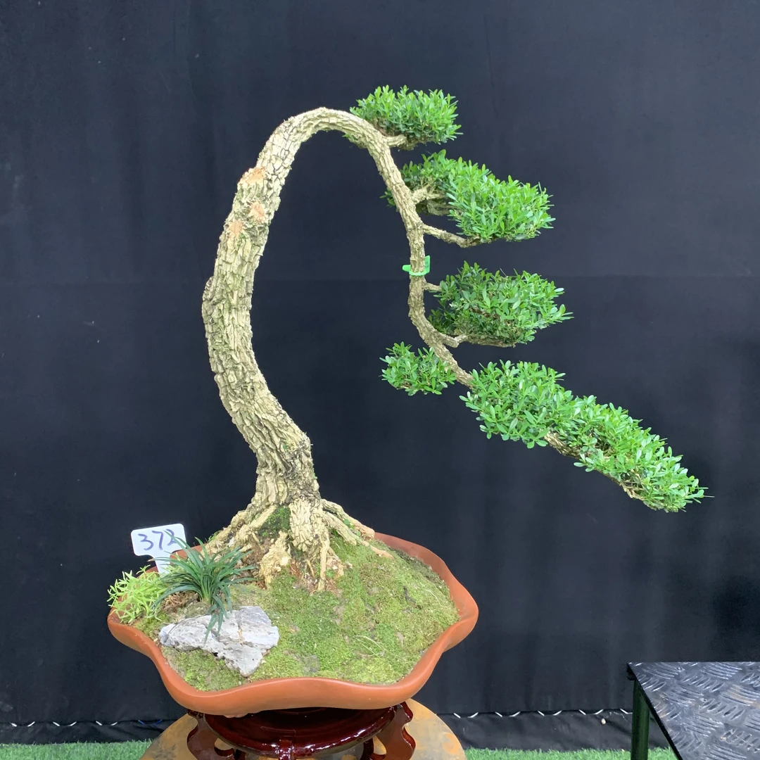 【372号】跌枝文人造型黄杨老桩盆景小叶四季常青植物好养易活盆栽