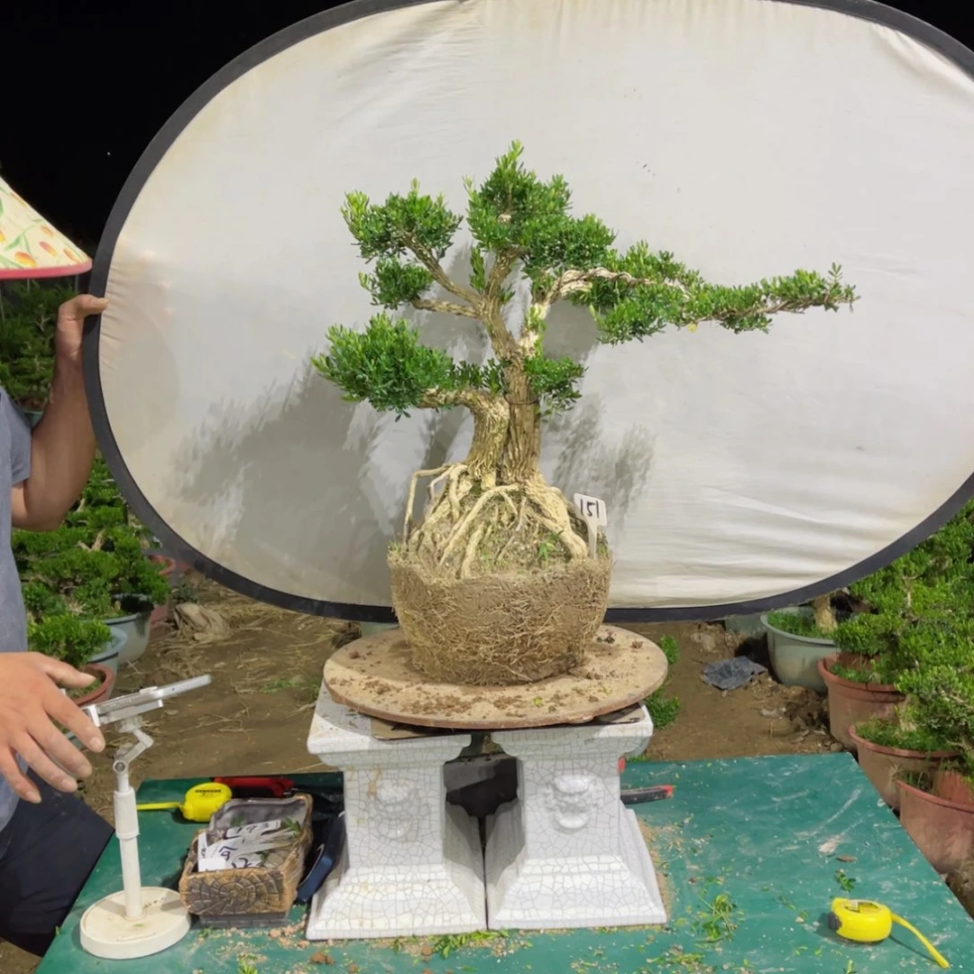 绿植黄杨盆景雀舌软枝151