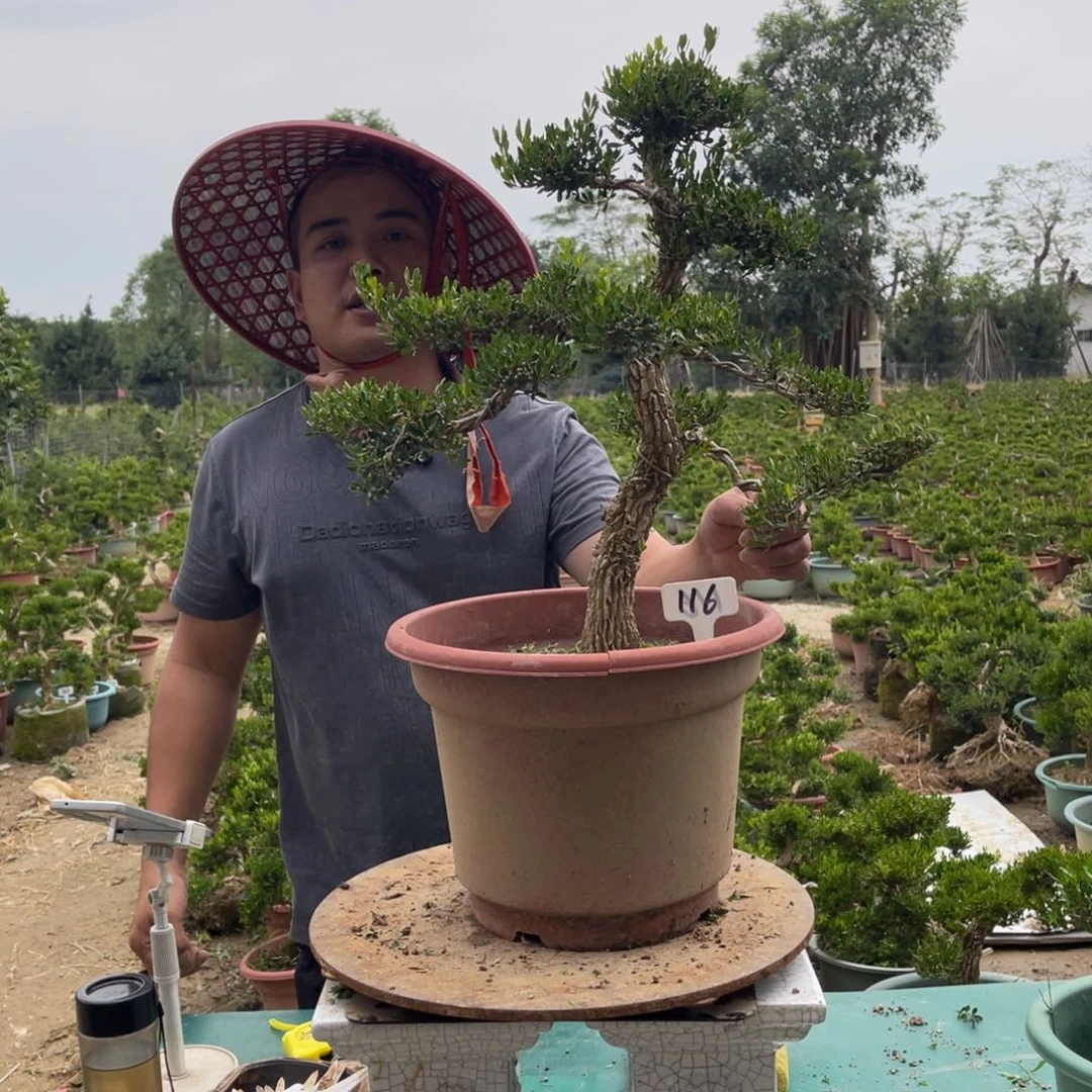 绿植黄杨盆景雀舌软枝116