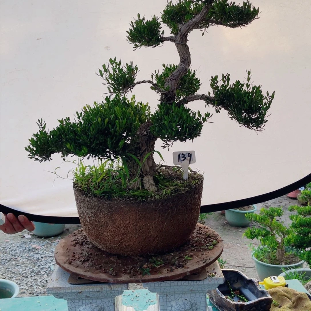 绿植黄杨盆景雀舌软软