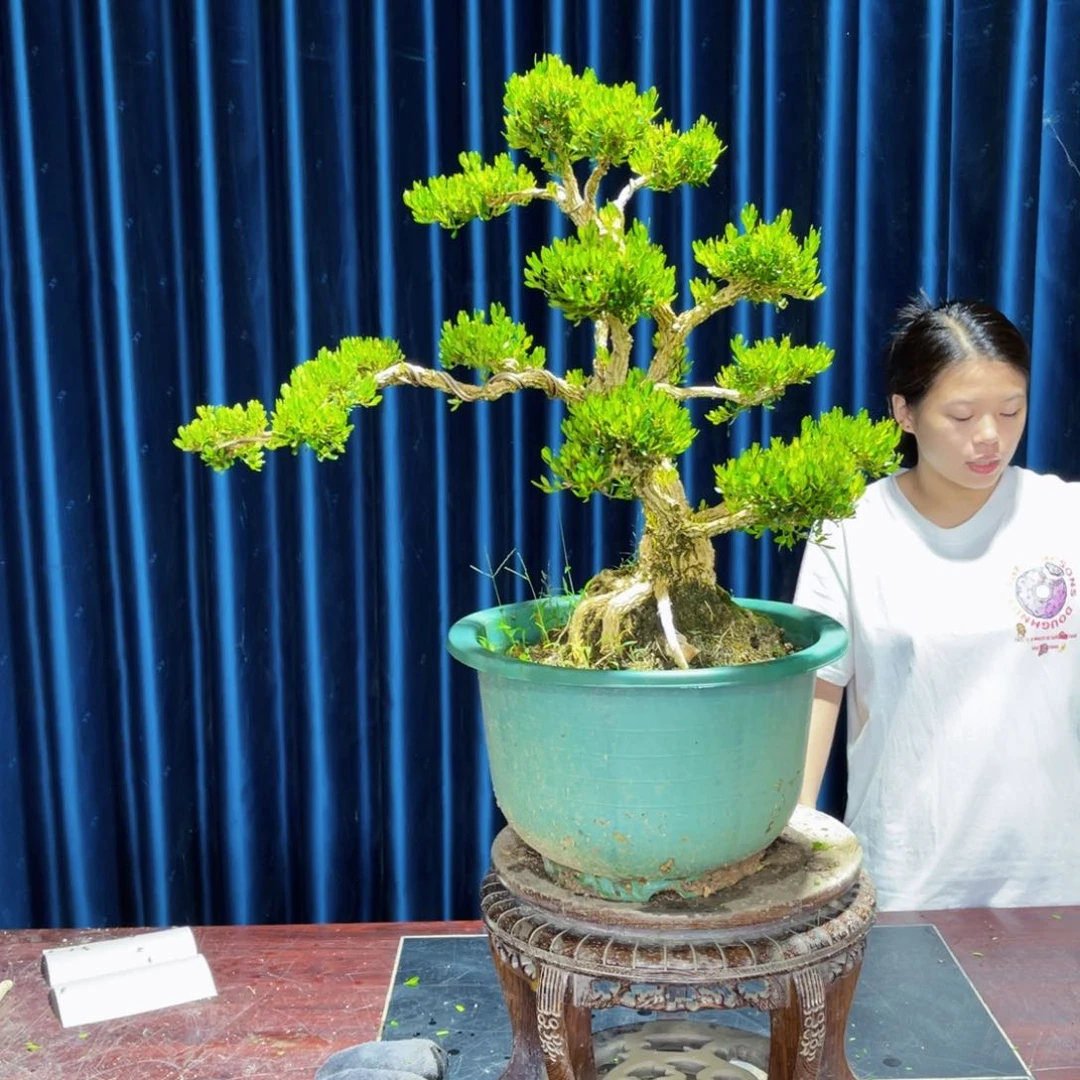 绿植黄杨盆景雀舌软枝昇