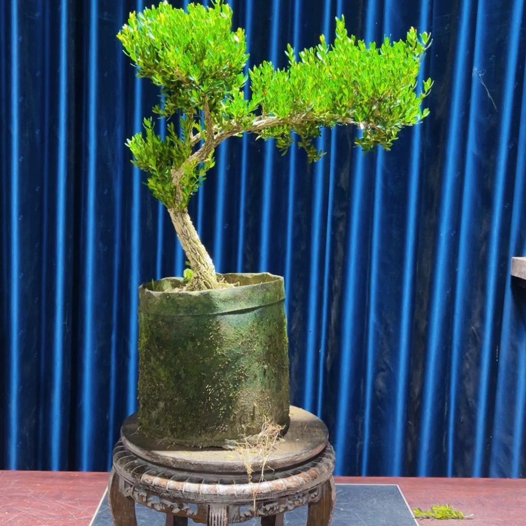 绿植黄杨盆景H***U盆景