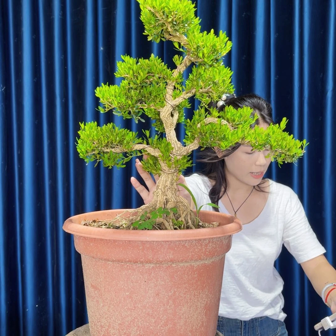 黄杨室内外绿植一物一拍黄杨