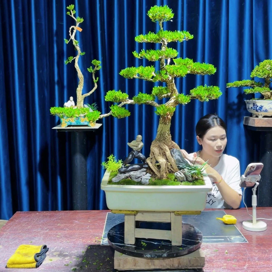 绿植黄杨盆景雀舌软枝