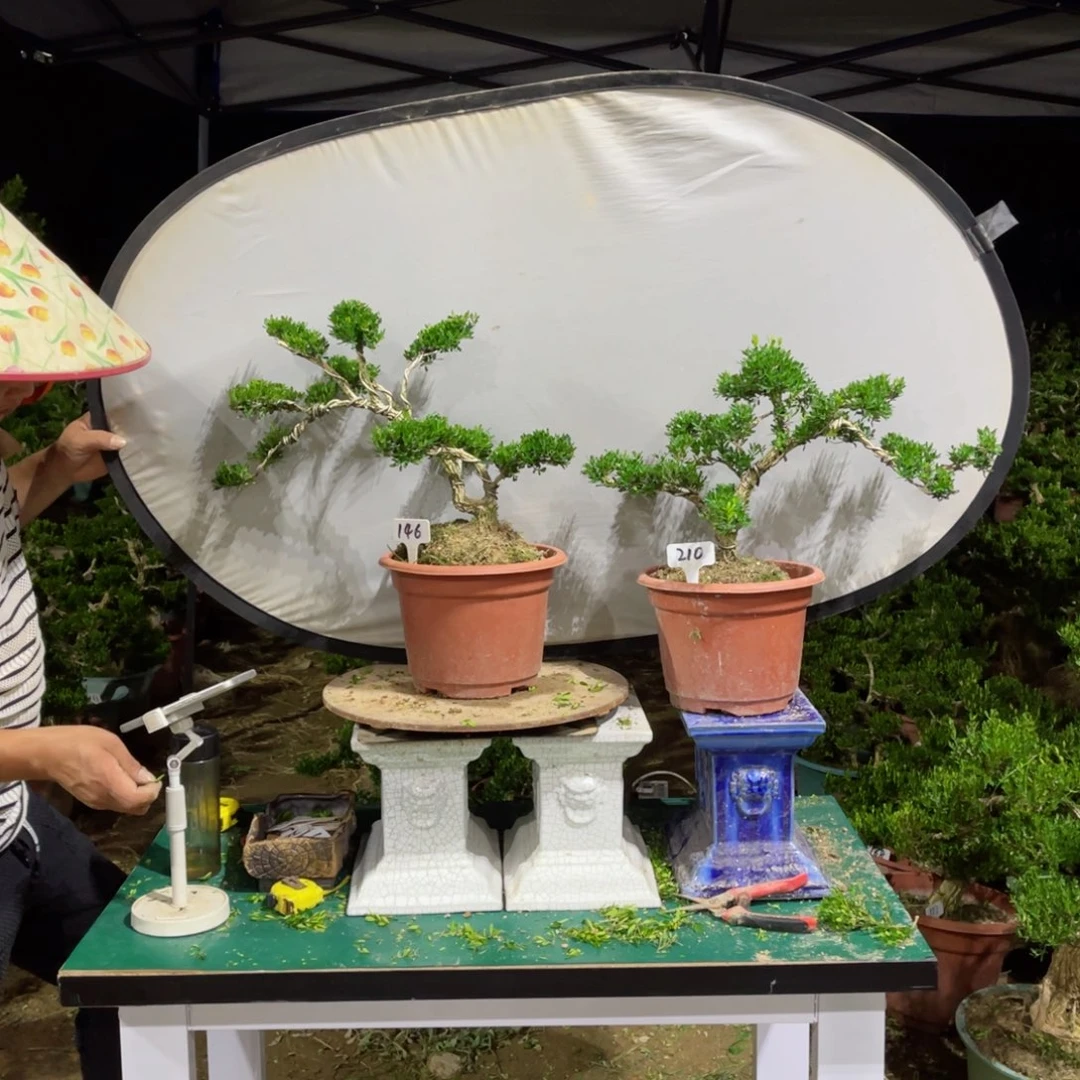 绿植黄杨盆景雀舌软枝146-210