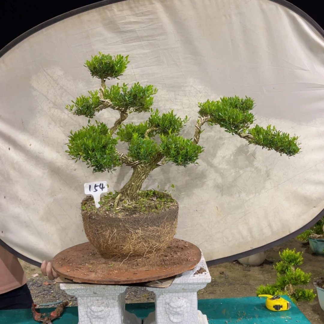 绿植黄杨盆景雀舌软枝