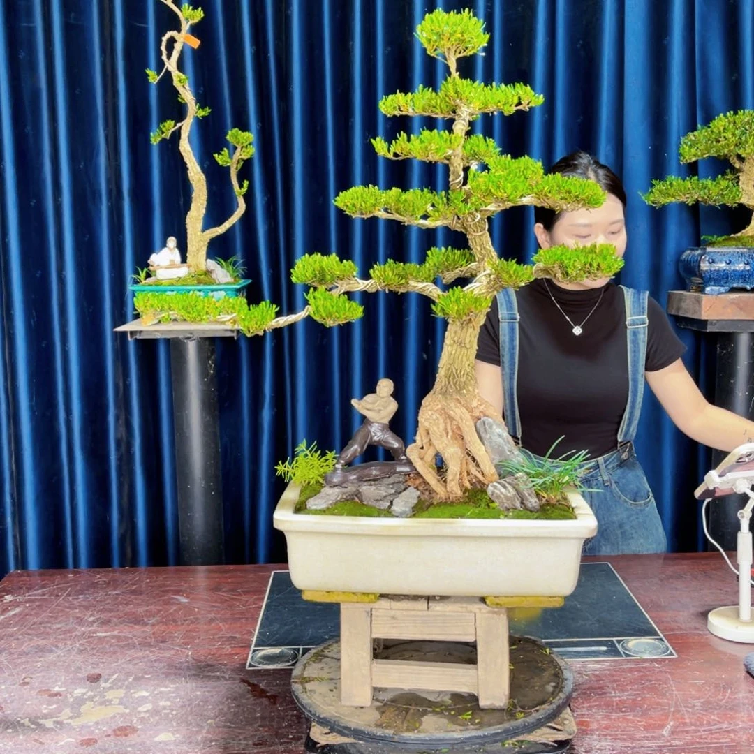 绿植黄杨盆景雀舌软枝