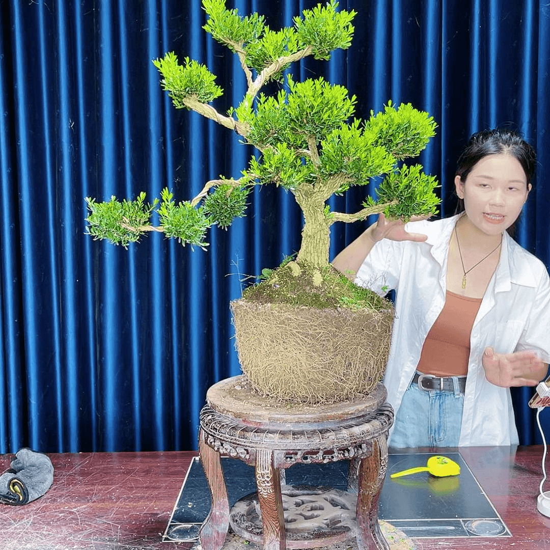 盆景广东黄杨盆景