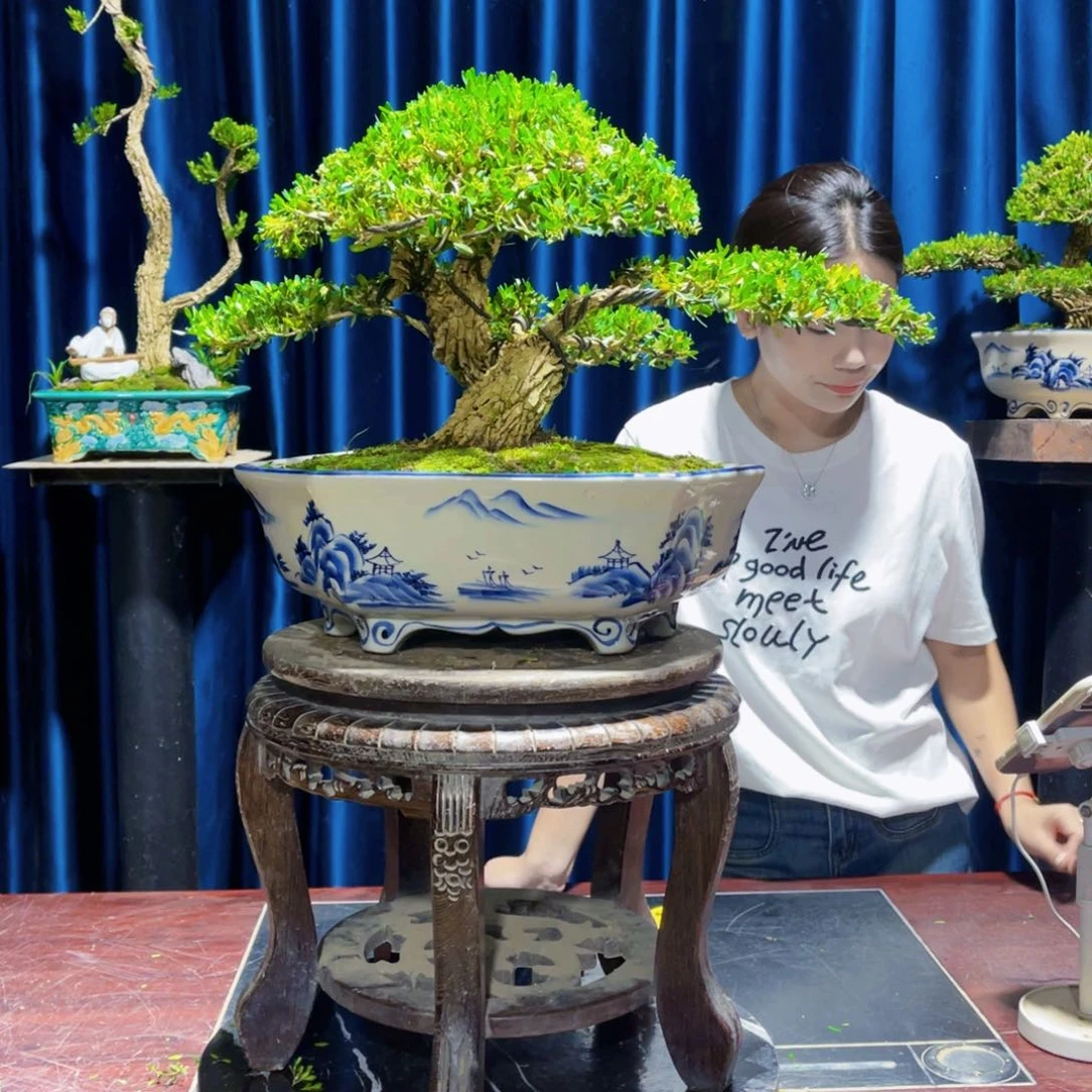 绿植黄杨盆景雀舌软枝