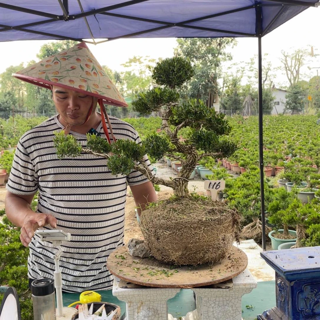 绿植黄杨盆景雀舌软枝116