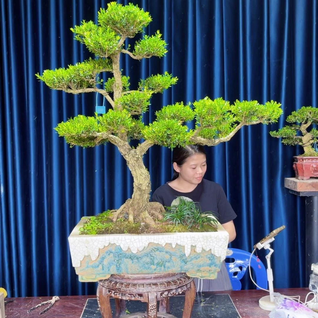 黄杨盆景绿植盆景