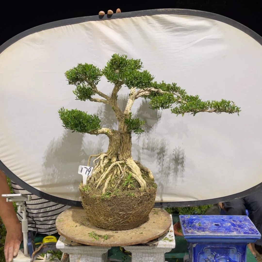 绿植黄杨盆景雀舌软枝曹*