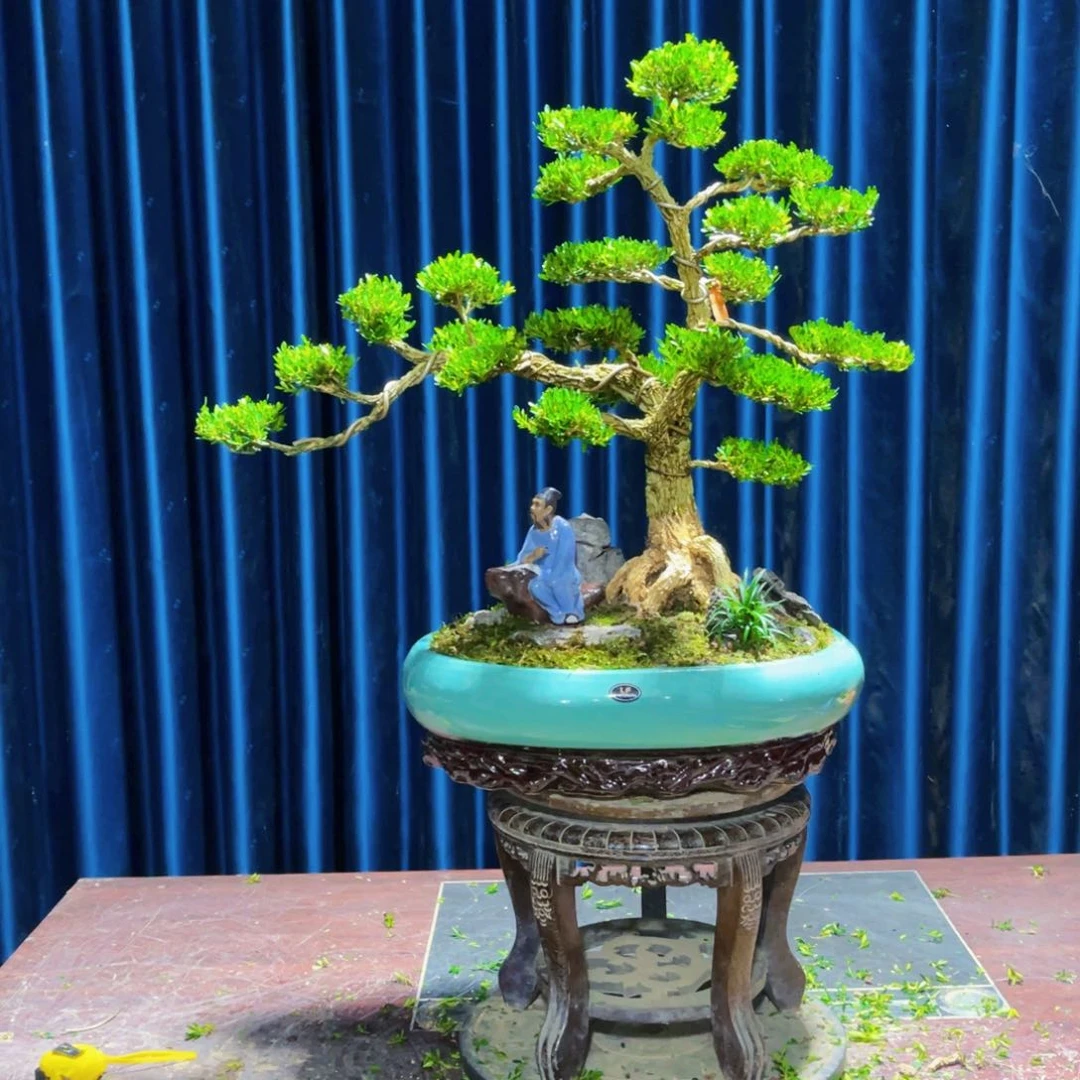 绿植黄杨盆景雀舌软枝