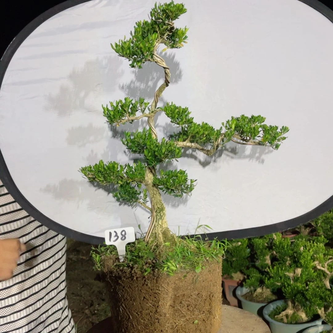 绿植黄杨盆景雀舌软枝138