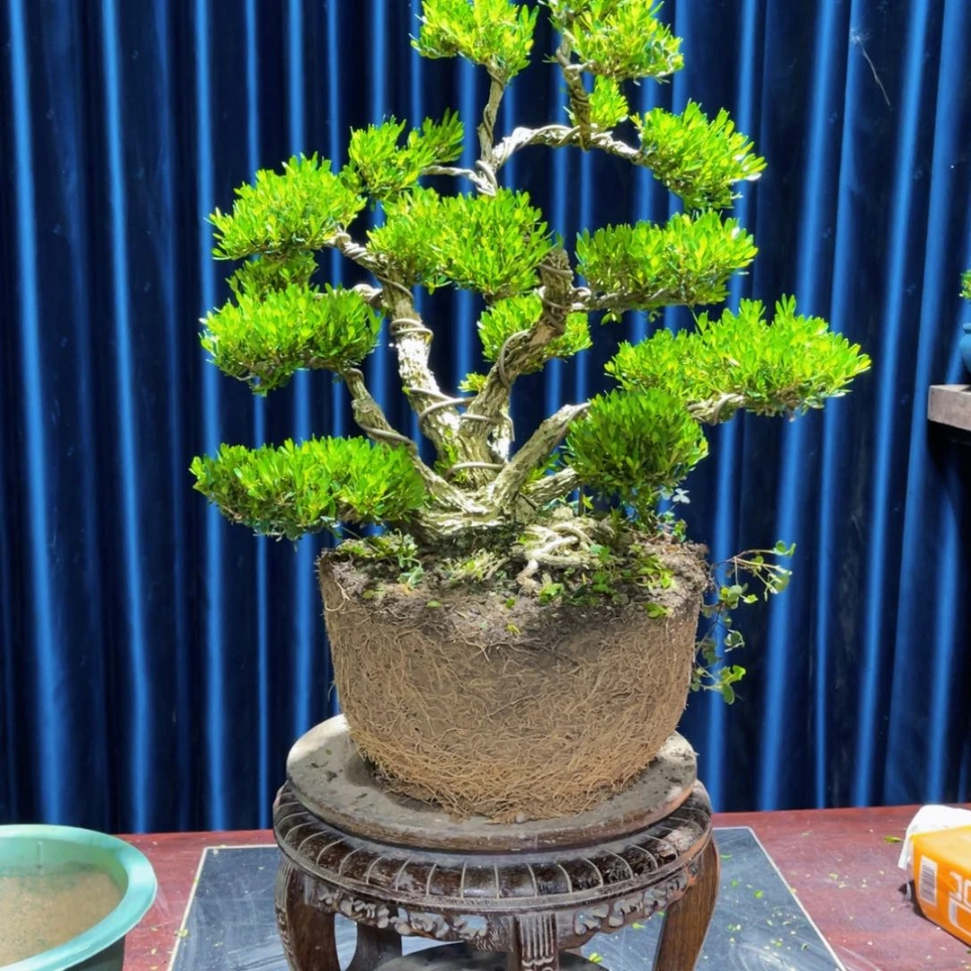 绿植黄杨盆景雀舌软枝疯****海