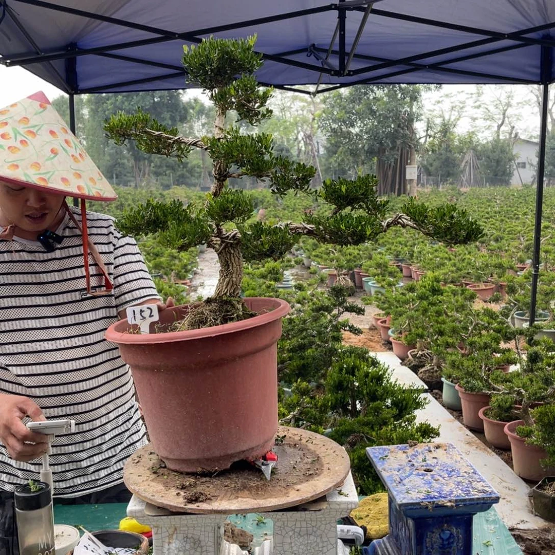 绿植黄杨盆景雀舌软枝