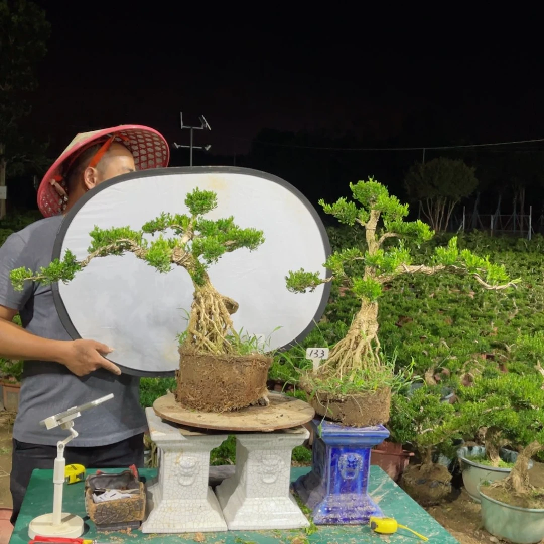 绿植黄杨盆景软枝133-196