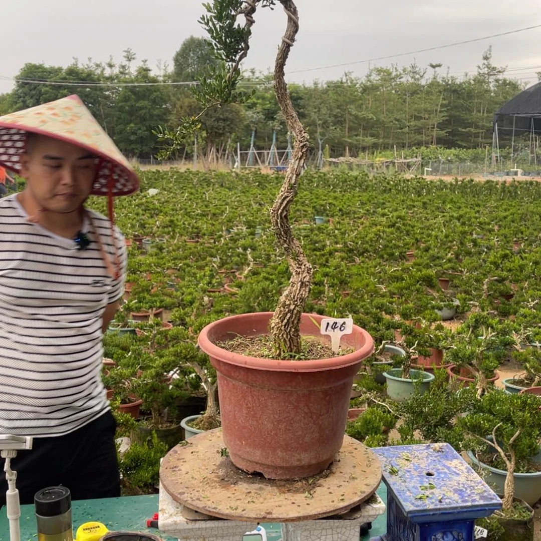 绿植黄杨盆景雀舌软枝146