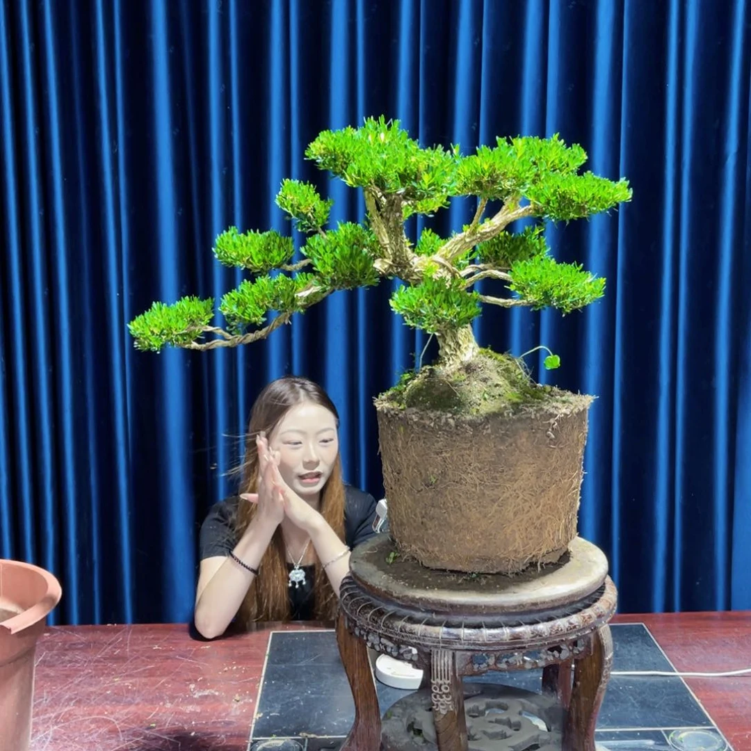 广东黄杨老桩盆景