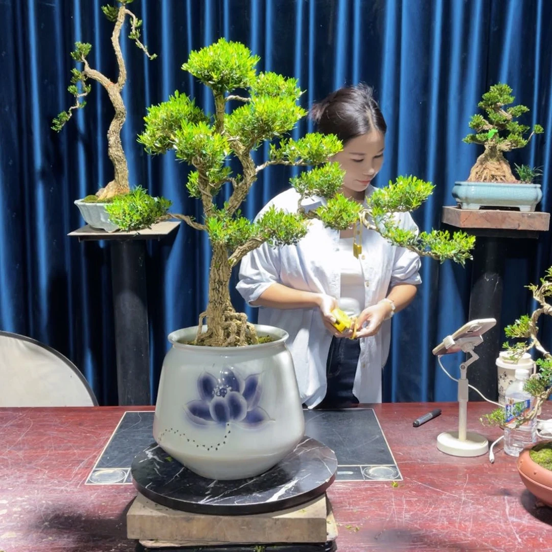 绿植黄杨盆景雀舌软枝