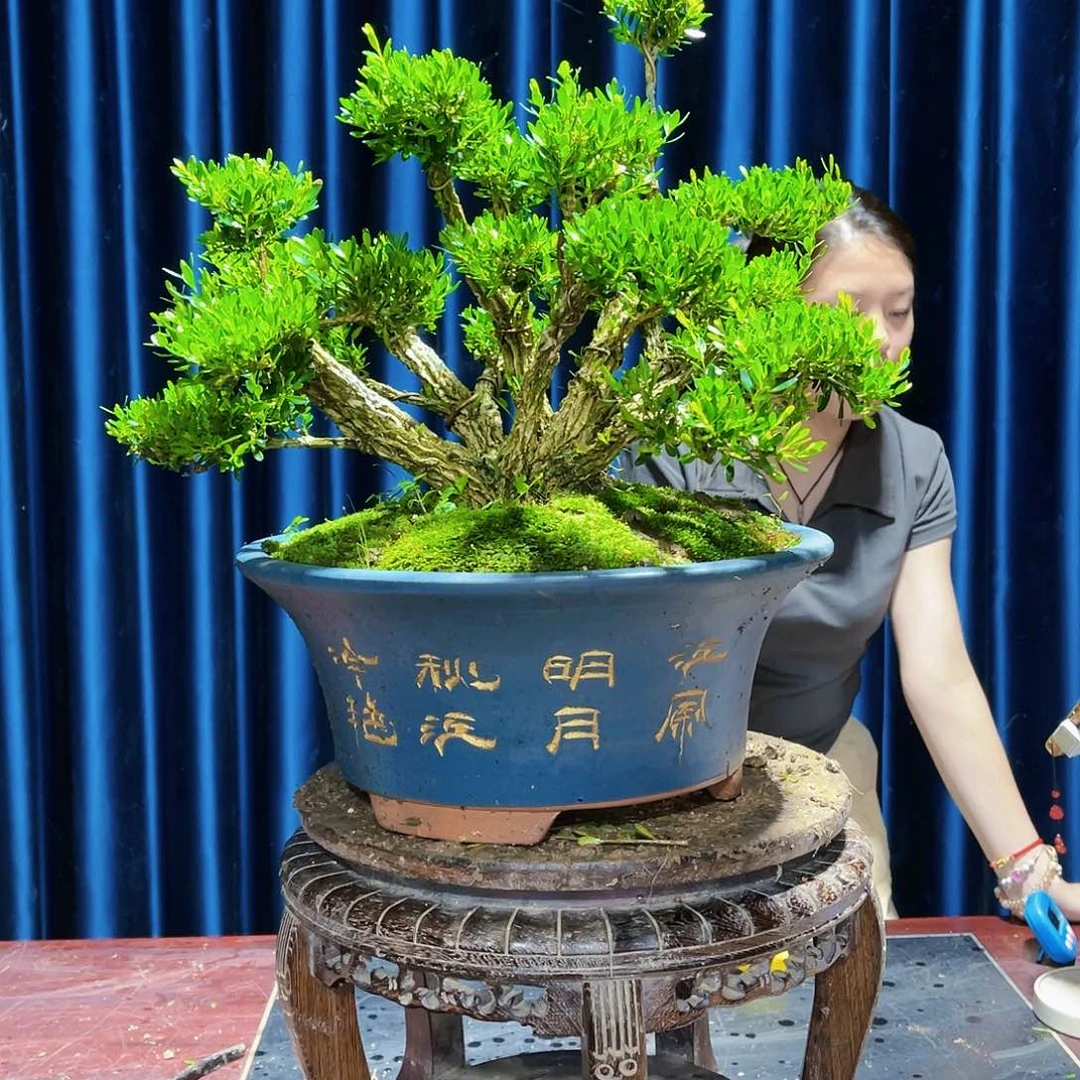 广东黄杨盆景盆景