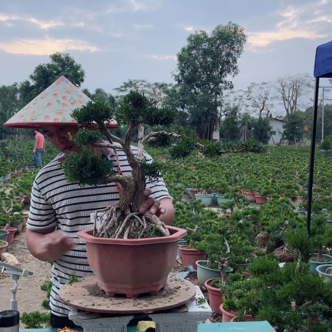 绿植黄杨盆景软枝155