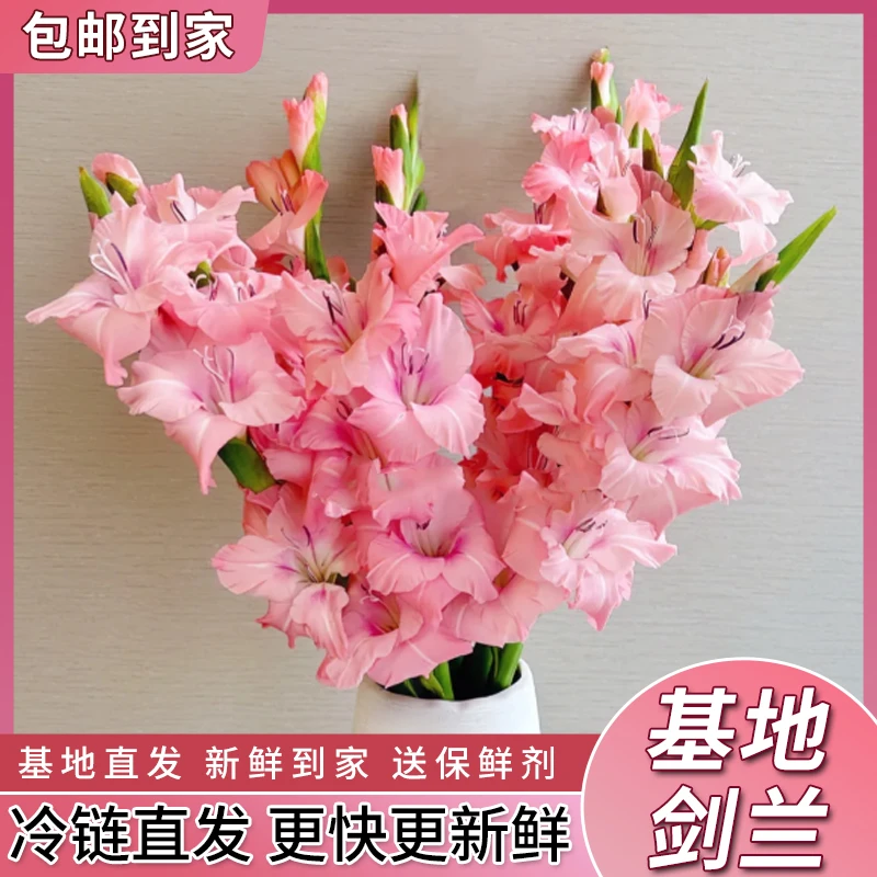 【剑兰】剑兰家庭插花节节高鲜切花