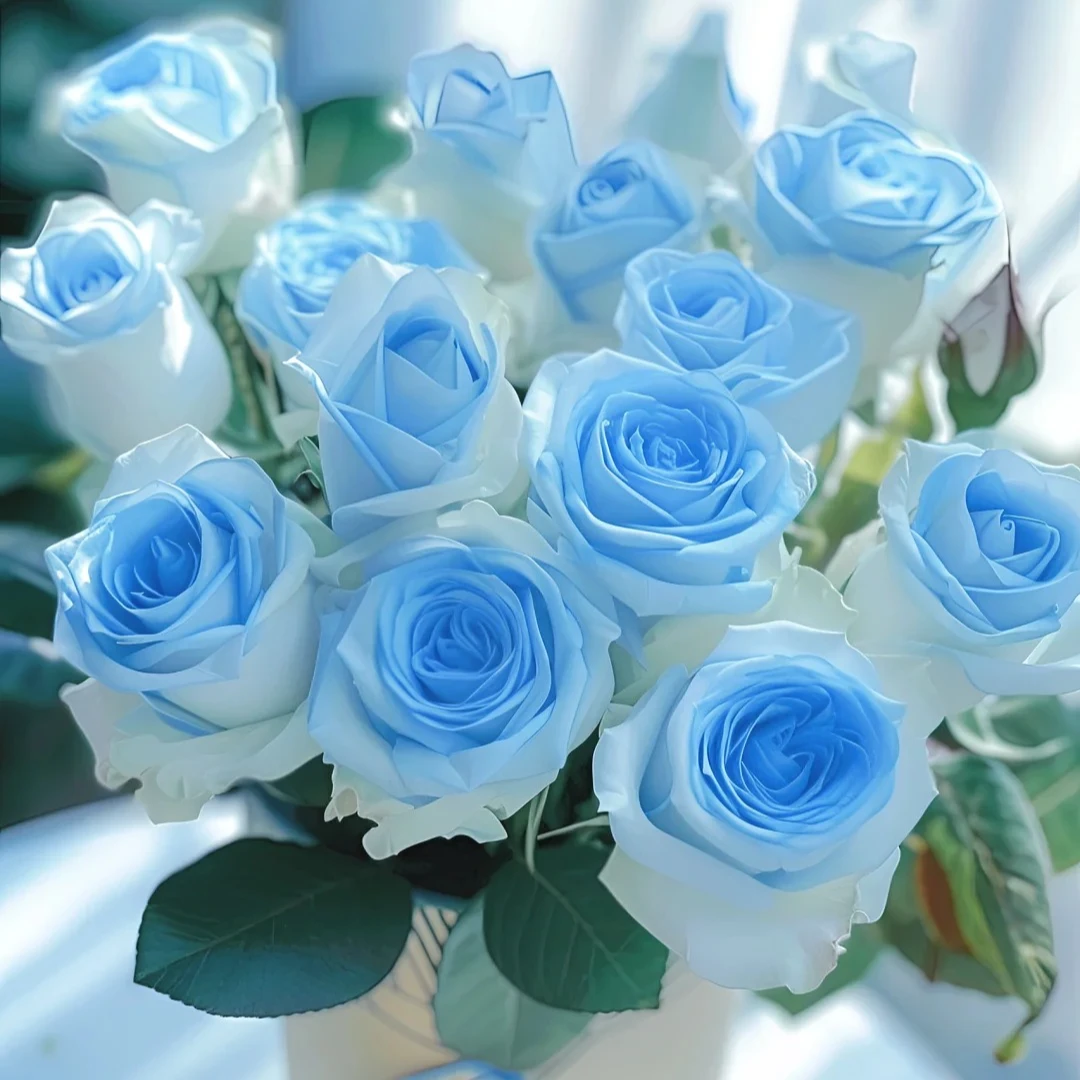 【碎冰蓝玫瑰】高品质优选生活水养鲜花 云南鲜花基地直发