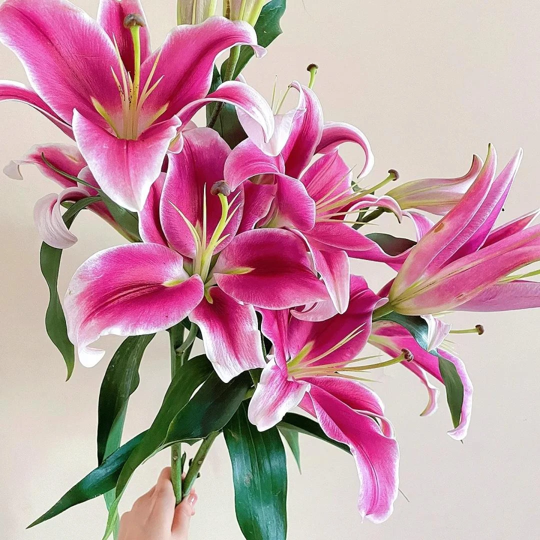 【帕拉佐香水百合】高品质优选生活水养鲜花云南鲜花基地直发