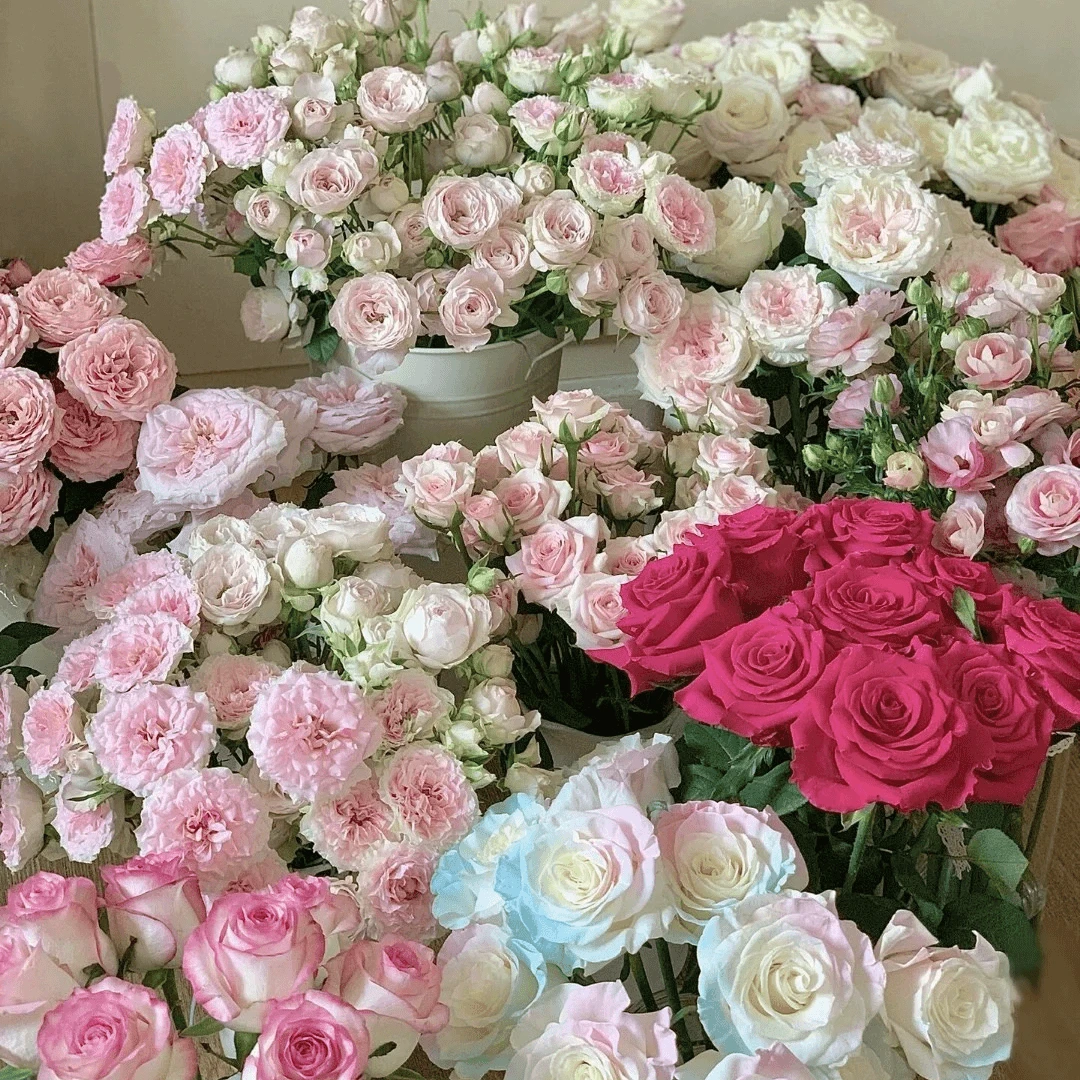 525【不指定玫瑰】高品质优选生活水养鲜花 云南鲜花基地直发