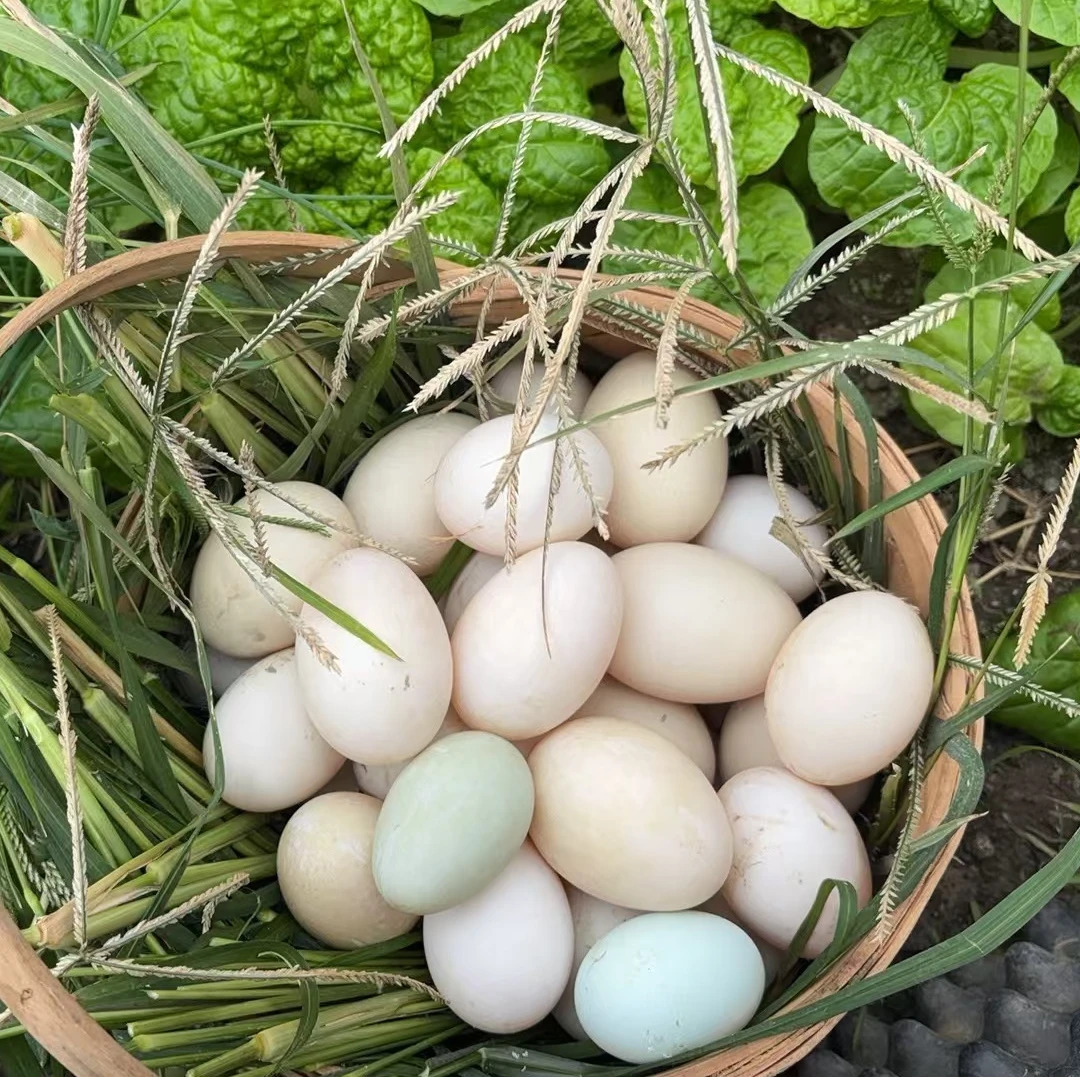 新鲜日期鸭蛋正宗土鸭蛋新鲜鸭蛋特价批发