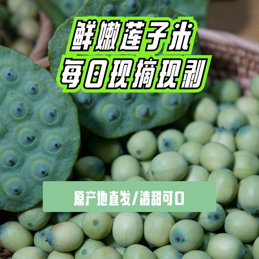 【水果嫩莲子米莲蓬3斤】顺丰包邮湘莲产地现摘嫩莲子莲蓬生吃清甜