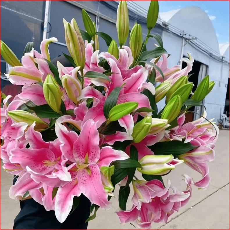 香水百合种球重瓣四季庭院春夏秋冬大花朵花型赏花全国种植低温