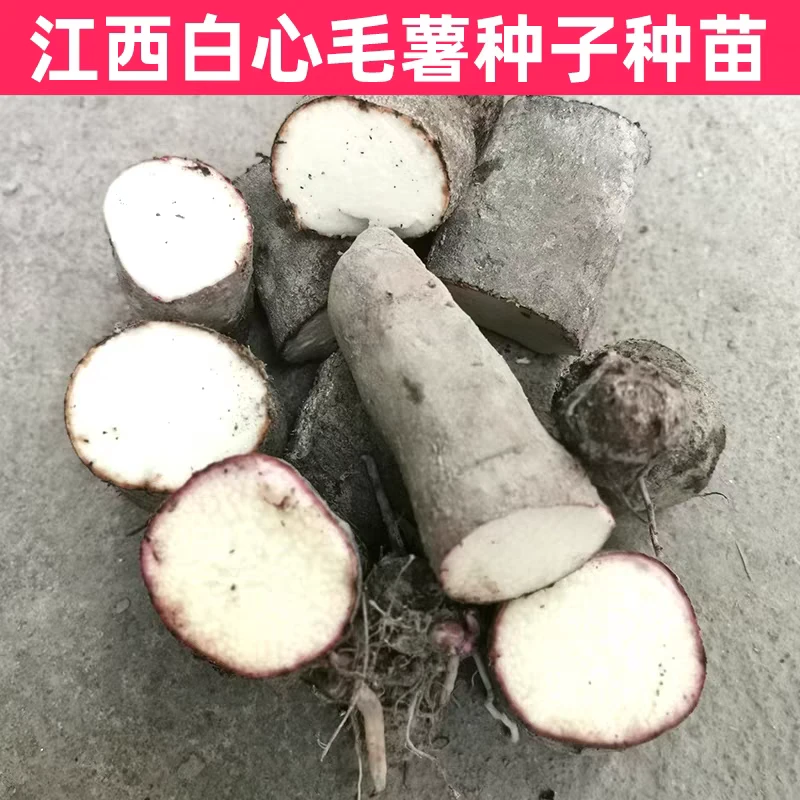 江西赣南紫山药脚板薯紫薯毛薯白山药3斤5斤装种子