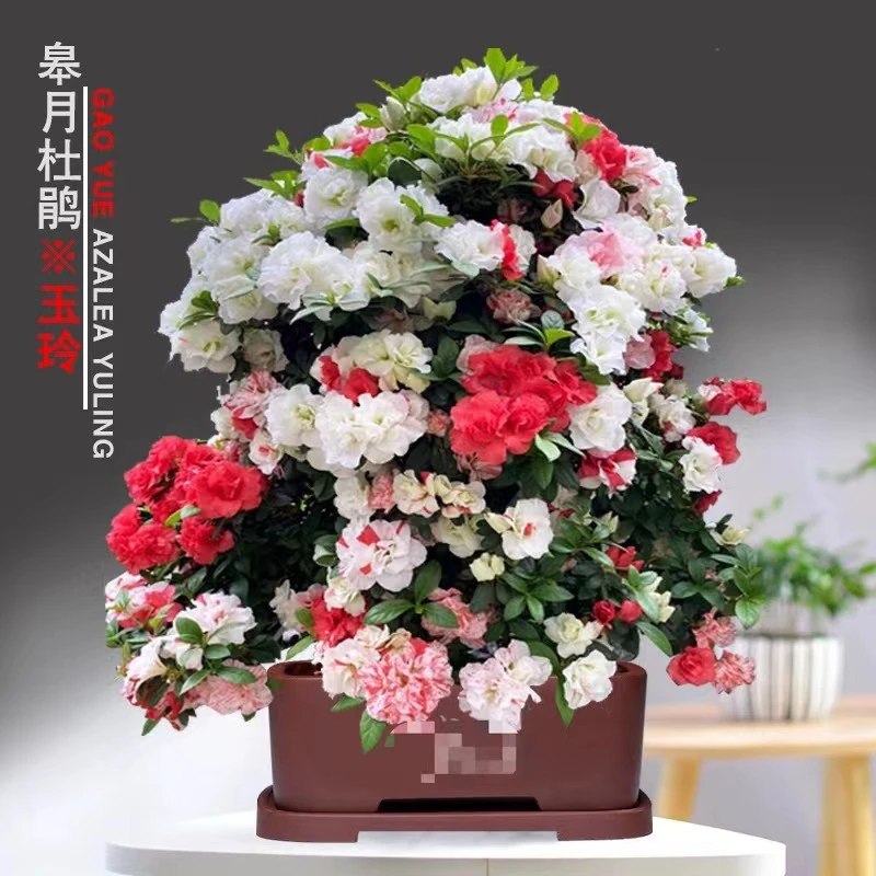 玉玲日本皋月杜鹃稀有名贵品种花开多色老桩盆景树苗耐寒耐晒植物