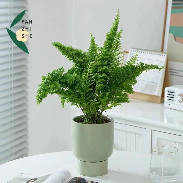 棉花糖蕨艾米丽蕨盆栽密叶波士顿蕨室内客厅办公桌绿植微景观造景