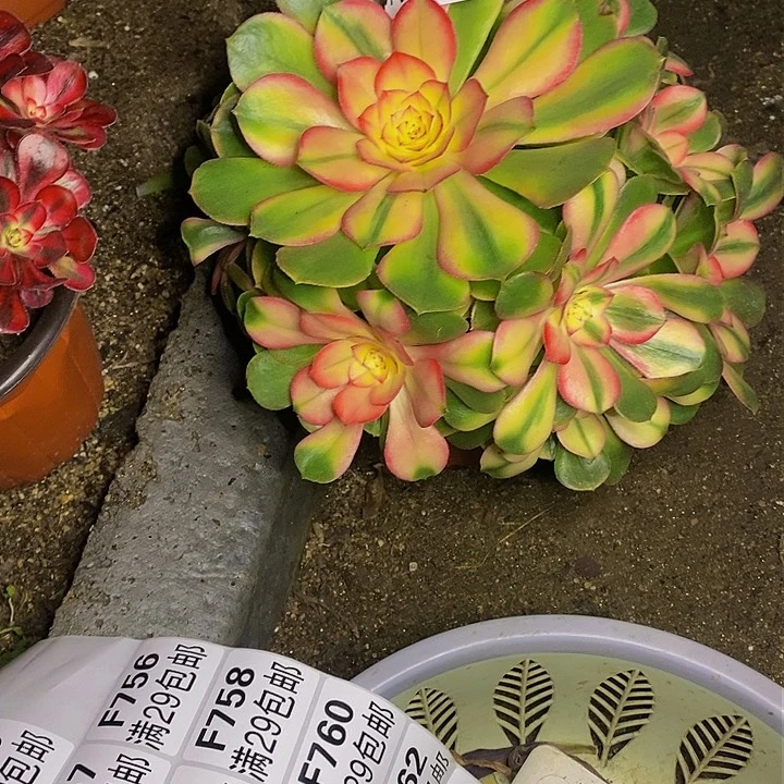 多肉荔枝728多肉