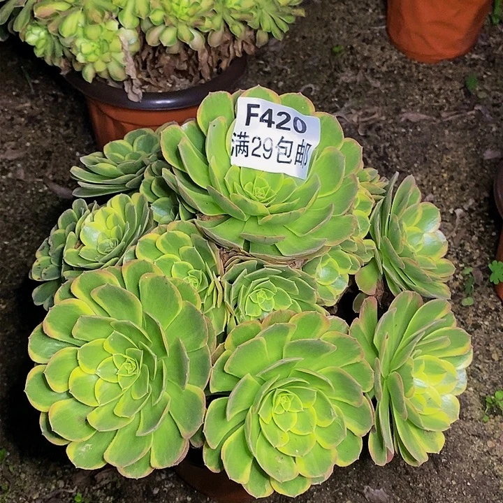 奶白多肉多肉420