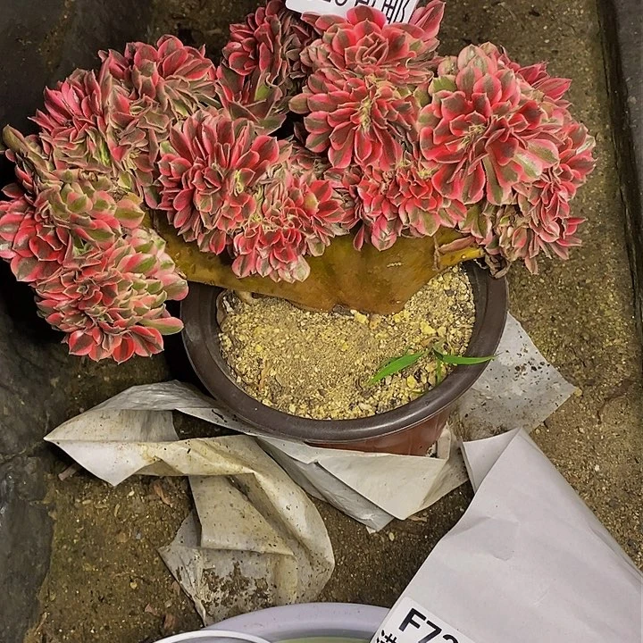 多肉女巫缀满732多肉