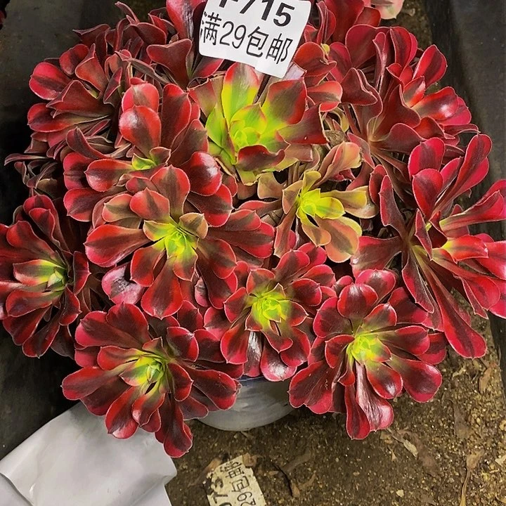 多肉美杜莎715多肉