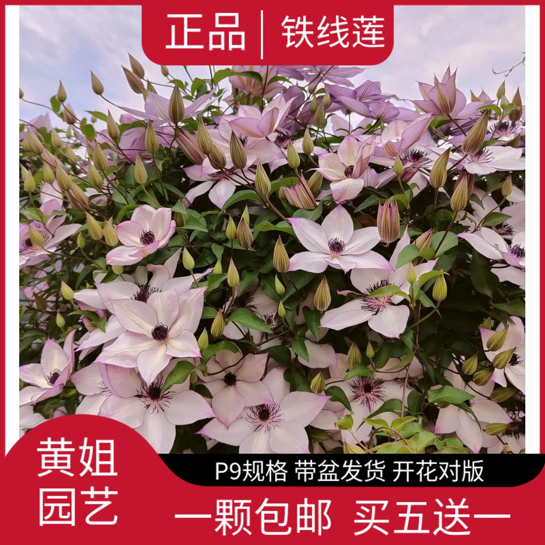 【黄姐园艺】铁线莲P9规格乌托邦倒影约瑟芬当年开花品种超多根系好