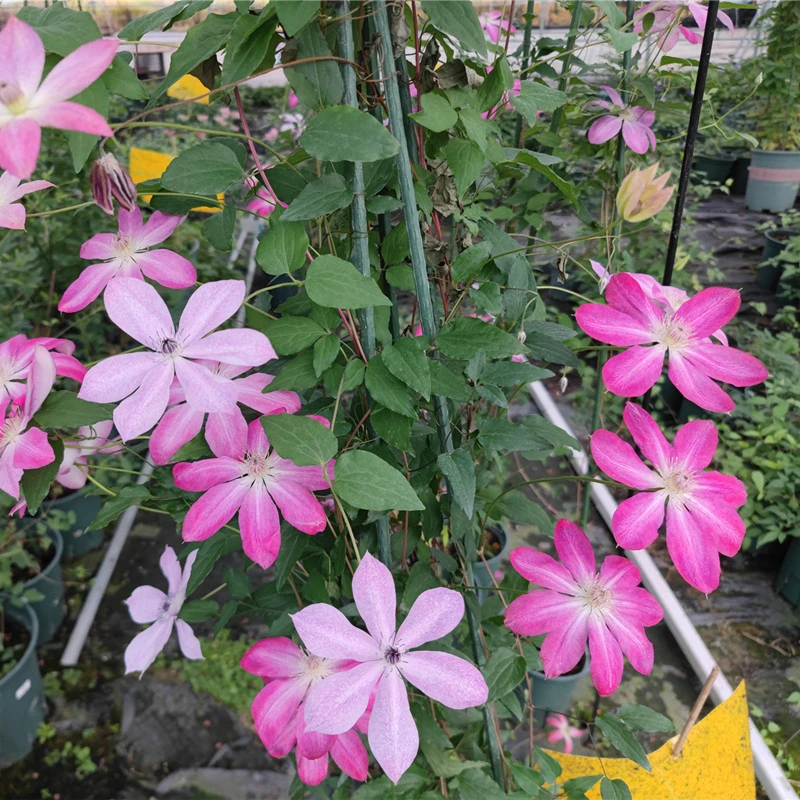 【新单品】夏茜铁线莲丰花易养小苗阳台庭院易养