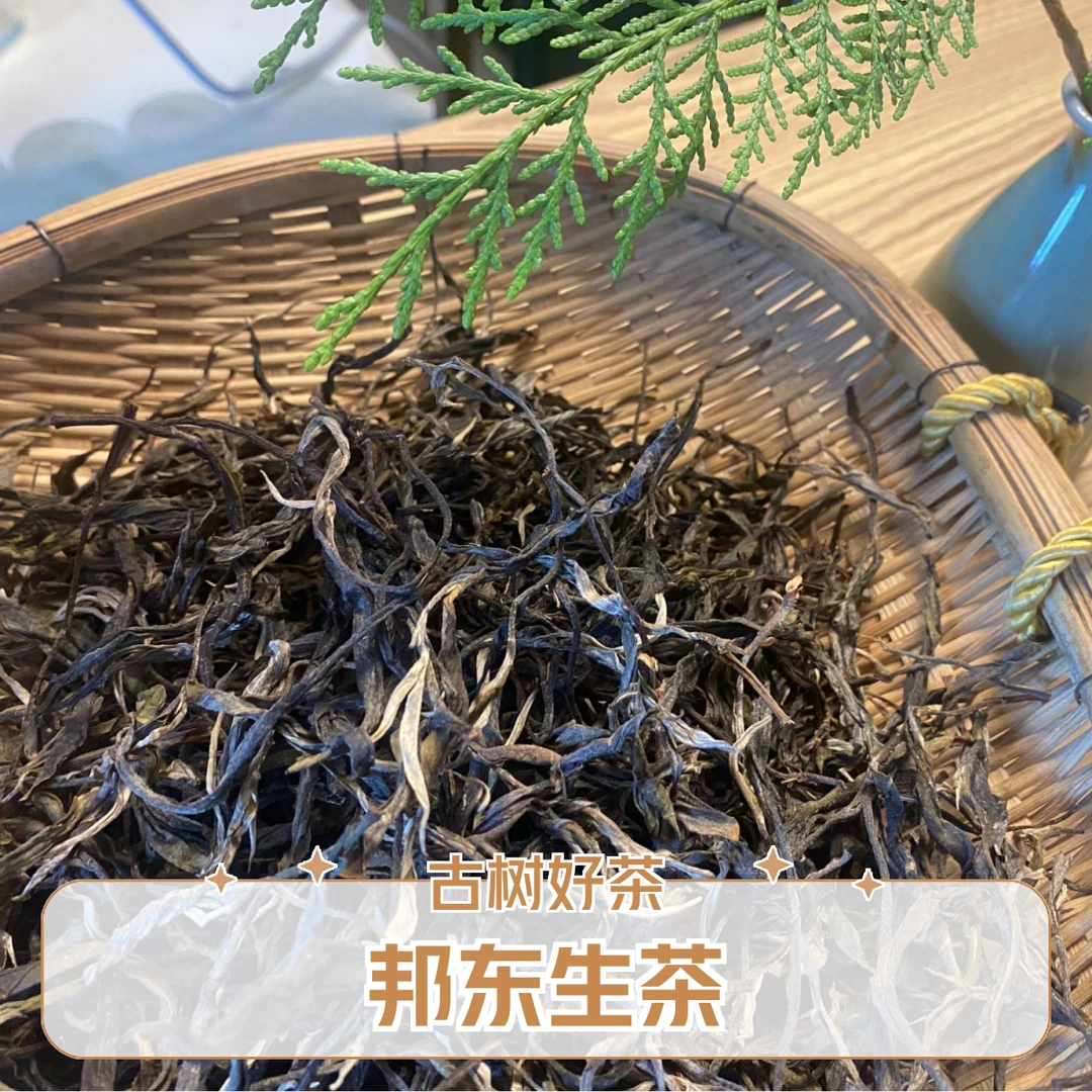 ｛树龄约300年｝邦东核心区域云南大叶种普洱茶生茶毛茶晒青