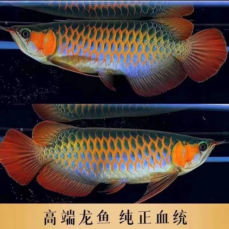 纯血统印尼红龙大型鱼超血绿皮辣椒白玉大湖红龙热带鱼高端观赏鱼