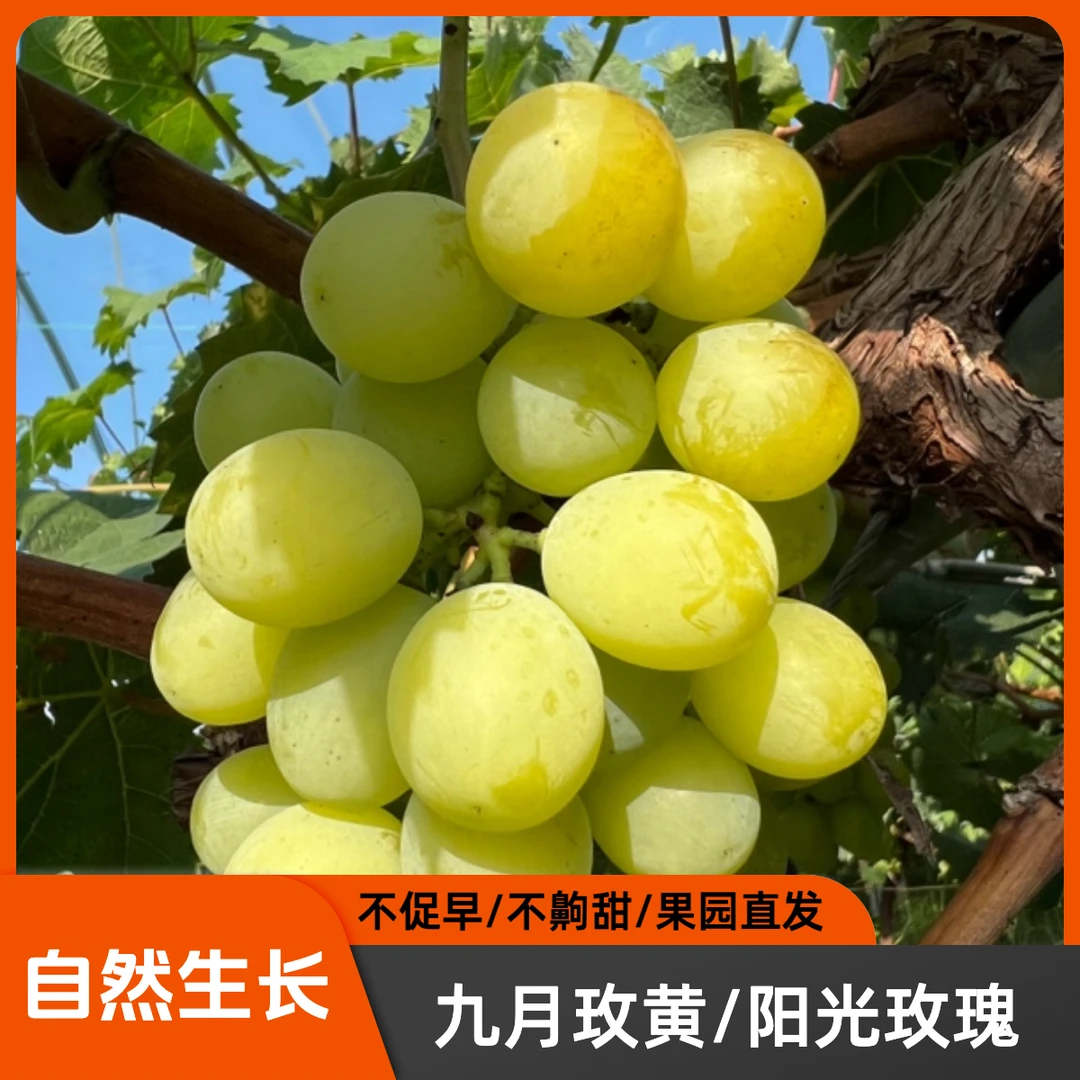 【顺丰】九月玫黄葡萄 自然成熟生态种植产地直发果香味足