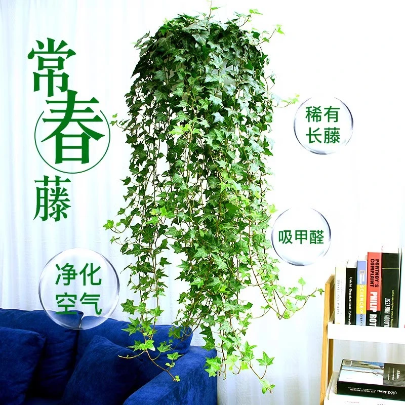 常春藤盆栽青叶吊兰垂吊爬藤植物室内绿植阳台吸甲醛四季常青观叶